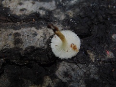 Lentinus crinitus