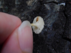 Lentinus crinitus