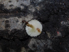 Lentinus crinitus