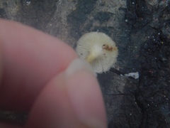 Lentinus crinitus
