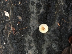 Lentinus crinitus