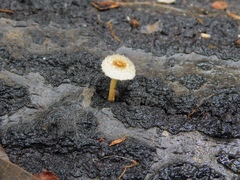 Lentinus crinitus
