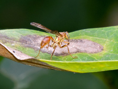 Mischocyttarus angulatus