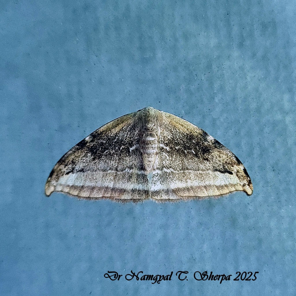 Thymistadopsis