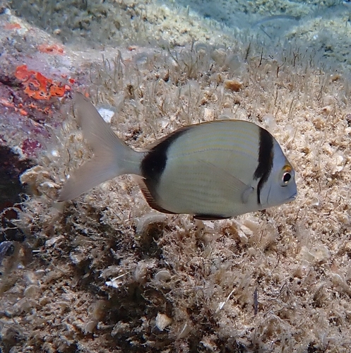 Diplodus vulgaris