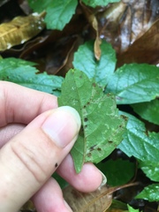 Phyllocnistis ampelopsiella