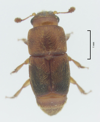 Carpophilus