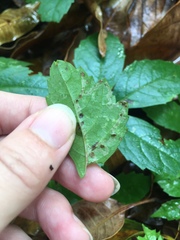 Phyllocnistis ampelopsiella