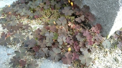 Oxalis corniculata