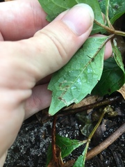 Phyllocnistis ampelopsiella