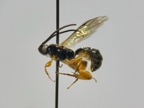 Hypsicera intermedia