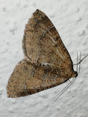 Larentia malvata