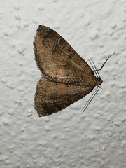Larentia malvata
