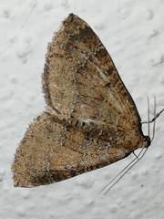 Larentia malvata