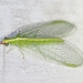 Red-lipped Green Lacewing - Photo (c) Kimberlie Sasan, some rights reserved (CC BY-ND), uploaded by Kimberlie Sasan