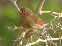 Lagonosticta senegala