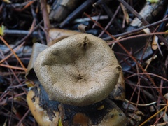 Myriostoma coliforme