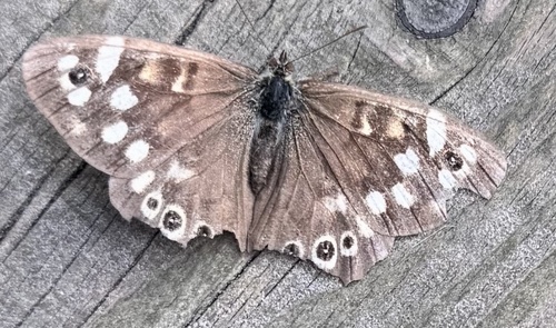 Speckled Wood
