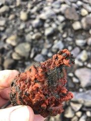 Clathria