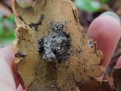 Myriostoma coliforme
