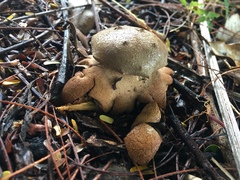 Myriostoma coliforme