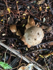 Myriostoma coliforme