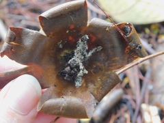 Myriostoma coliforme
