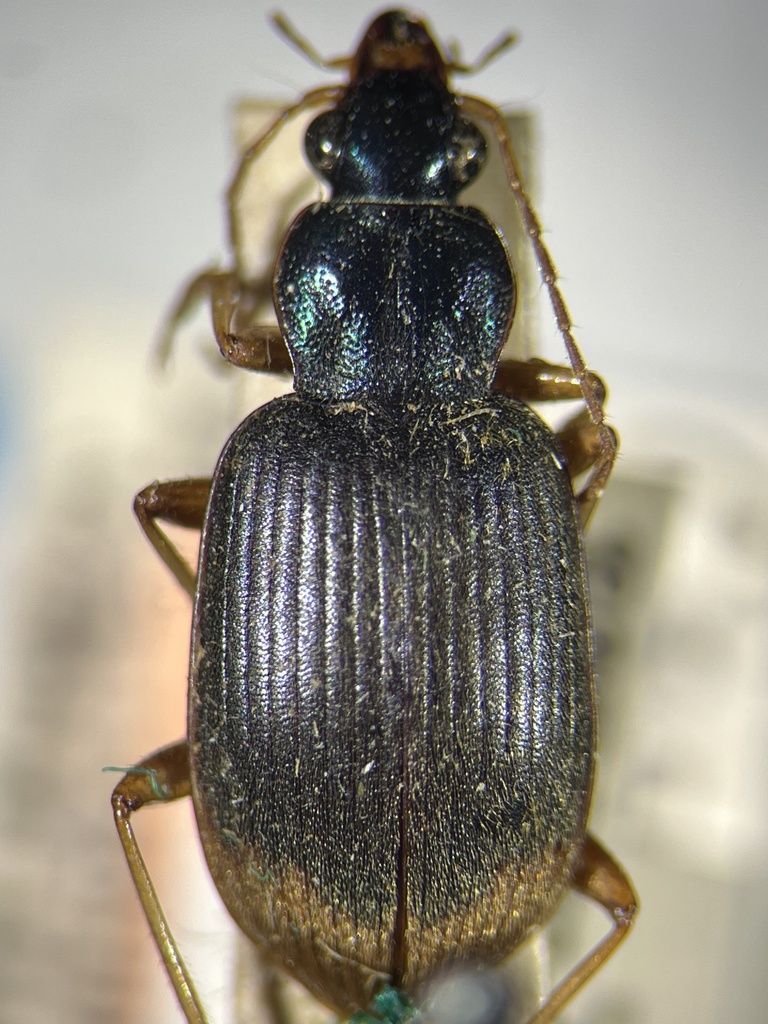 Chlaenius laeviplaga