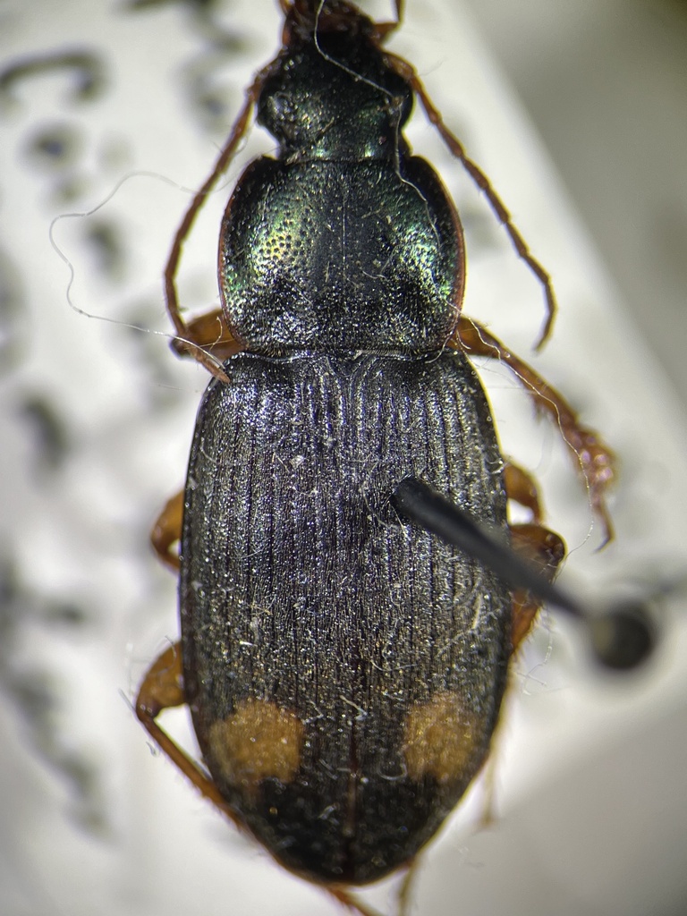 Chlaenius posticus