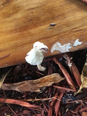Agaricales