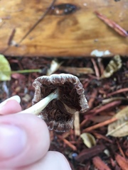 Agaricales