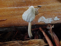 Agaricales
