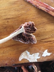 Agaricales