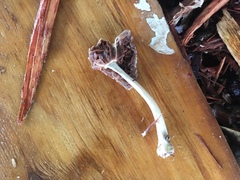 Agaricales