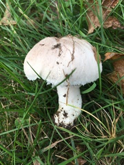 Agaricus andrewii