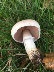 Agaricus andrewii
