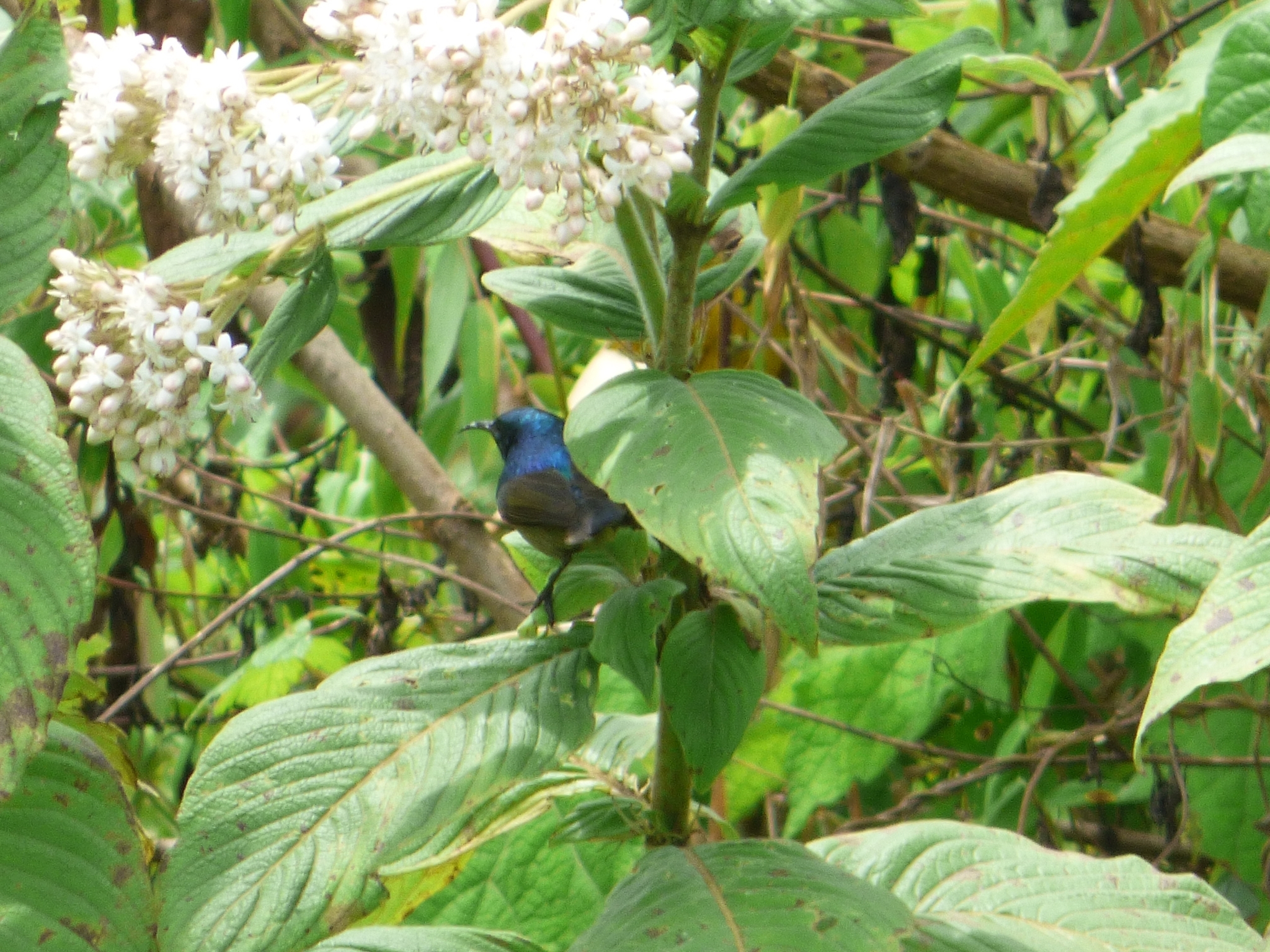 Northern Double-collared Sunbird (Cinnyris reichenowi), photo 2
