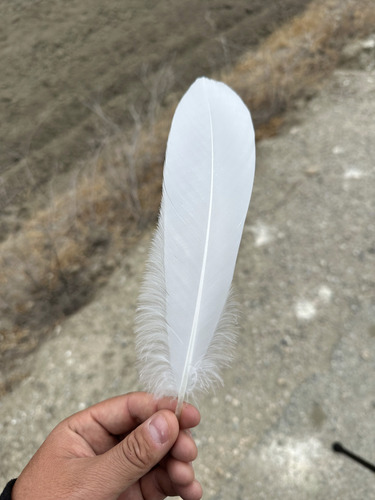 Plume de Grande Aigrette