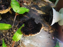 Polyporales
