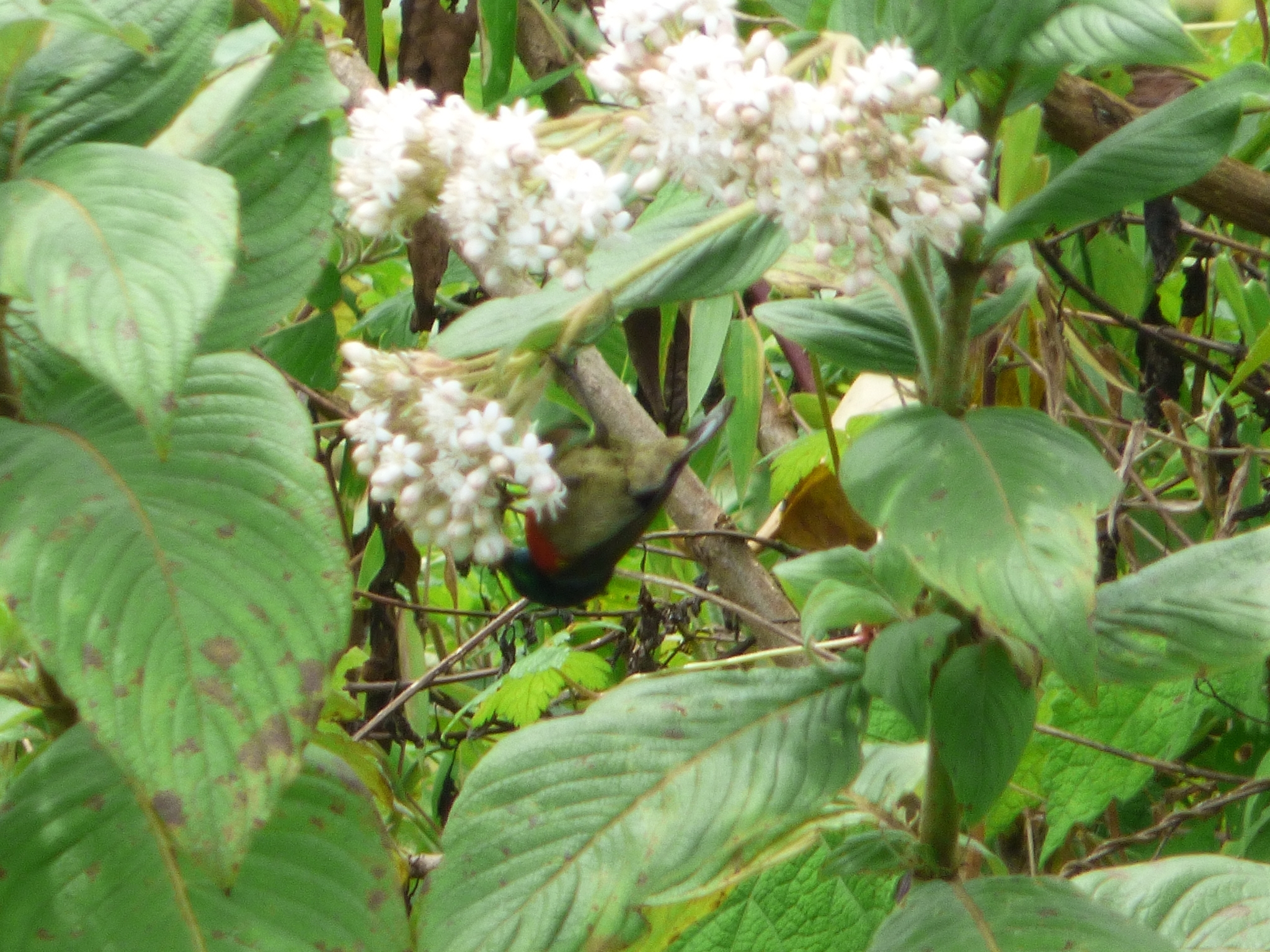 Northern Double-collared Sunbird (Cinnyris reichenowi), photo 6