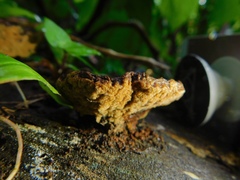 Polyporales