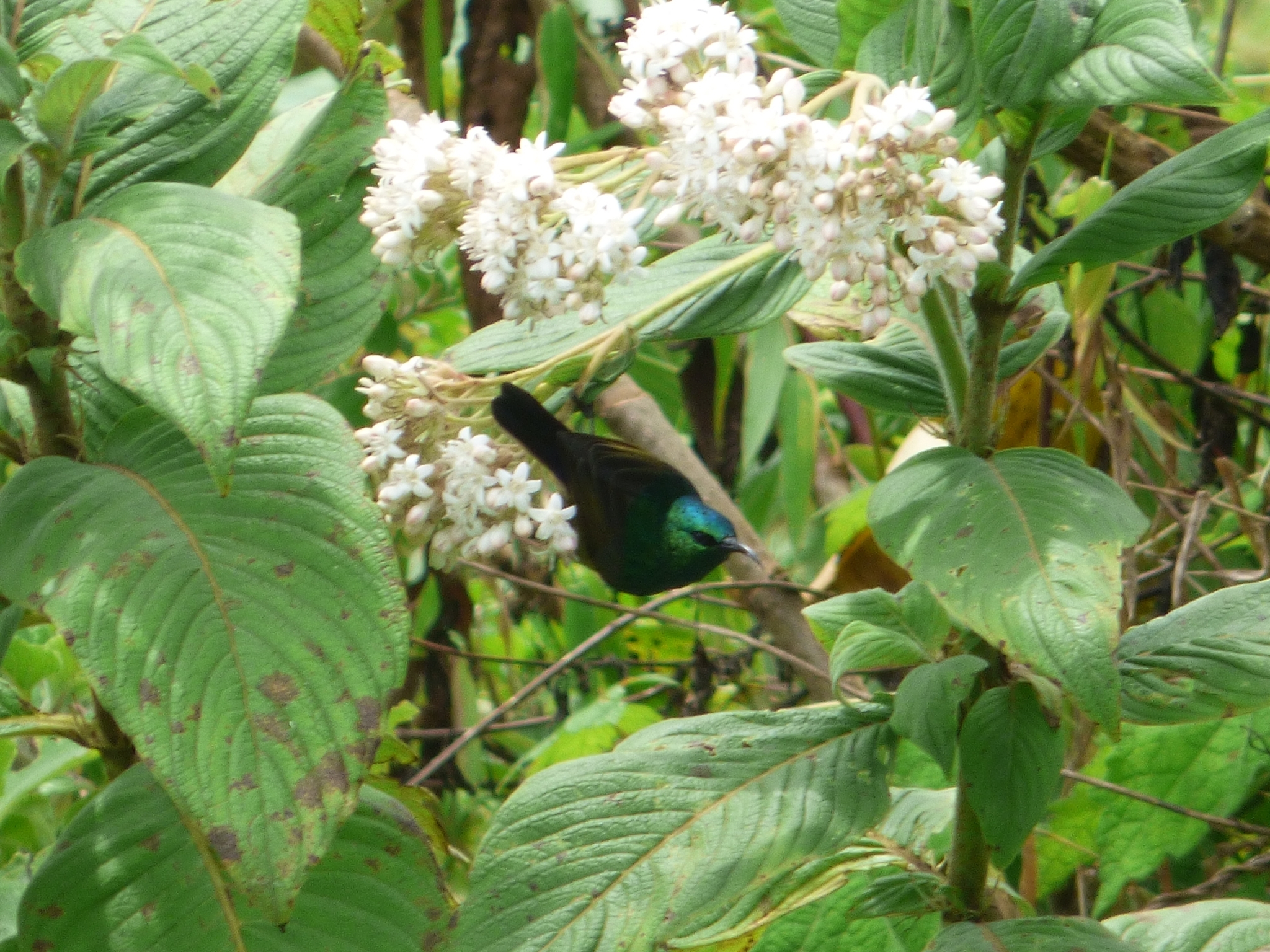 Northern Double-collared Sunbird (Cinnyris reichenowi), photo 7