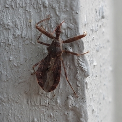 Acholla multispinosa