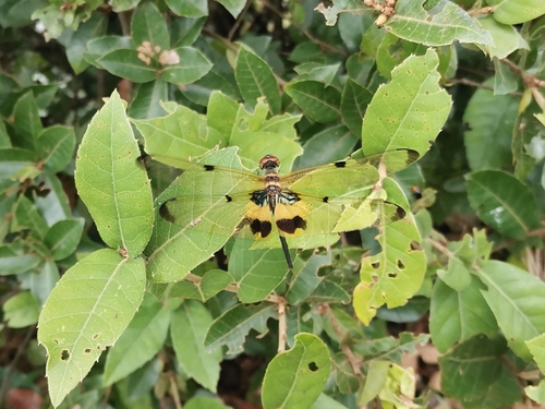 Yellow-striped Flutterer