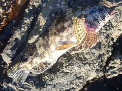 Chironemus marmoratus