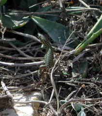 Podarcis filfolensis maltensis
