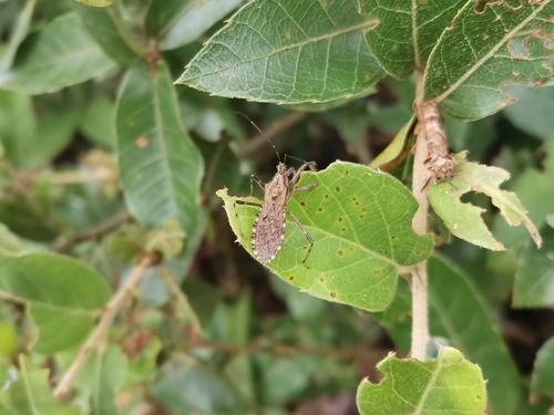 Rhachicephala dilatibia