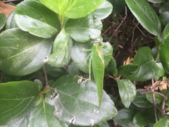 Microcentrum californicum