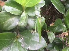 Microcentrum californicum