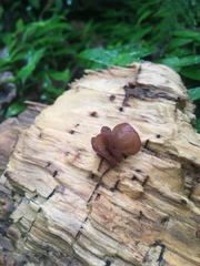 Auricularia